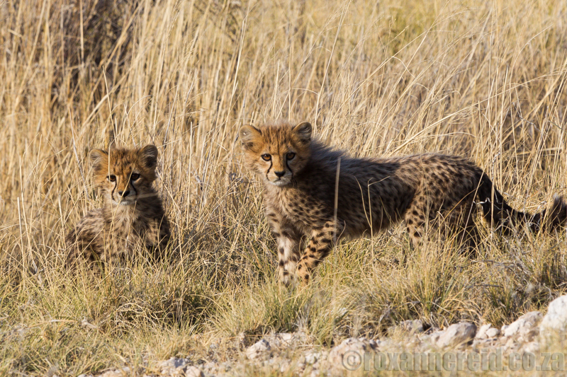 Cheetah cubs, Etosha National Park