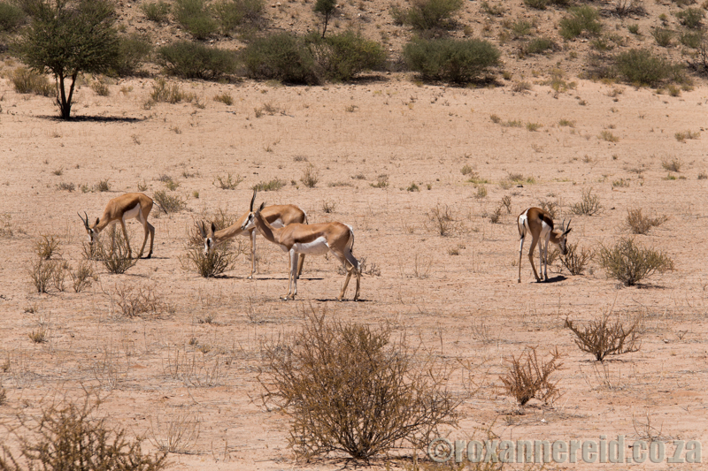 Springbok in dry riverbed, Kgalagadi Transfrontier Park