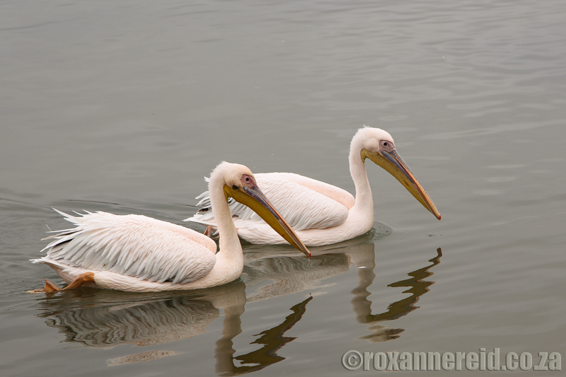 Pelicans, Velddrif, Cape West Coast