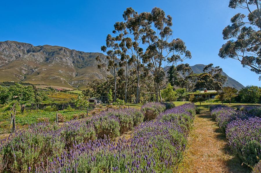 Mogg's Country Cookhouse, Hermanus