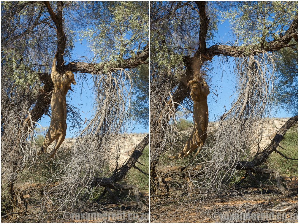 Tree-climbing lions,  Kgalagadi Transfrontier Park