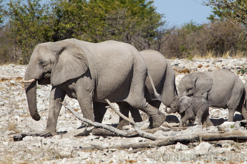 Elephants at Kalkheuwel waterhole, Etosha National Park, Namibia