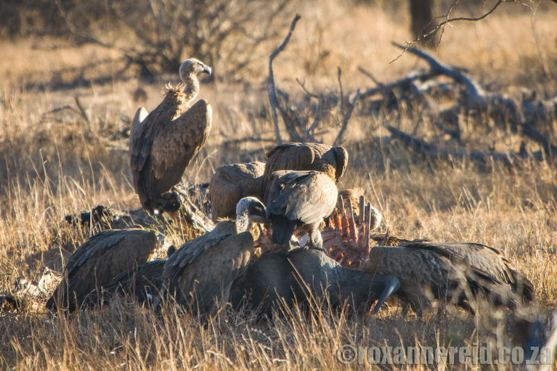 Vultures on a kil,, Kruger National Park