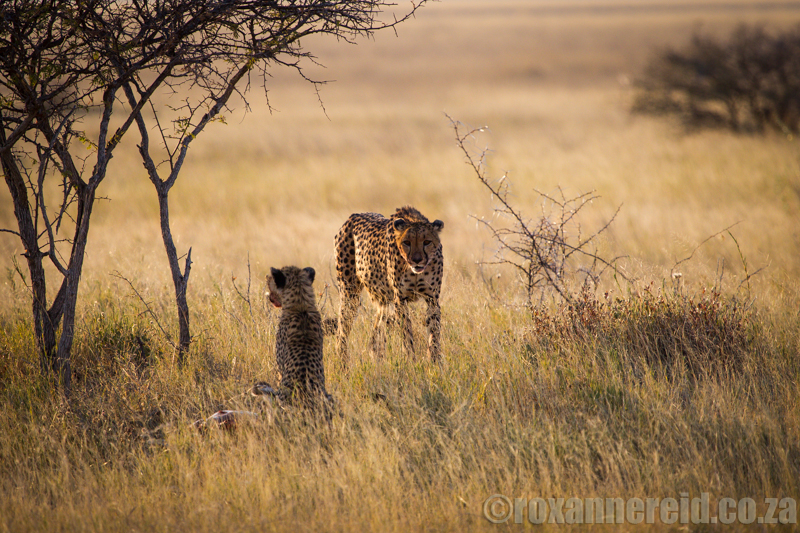 Cheetah and cub on a kill near Namutoni, Etosha National Park