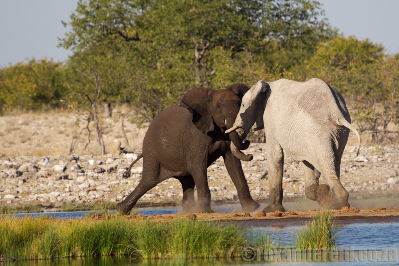 Elephants at Rietfontein waterhole, Etosha National Park, Namibia