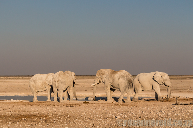 Elephants at Nebrowni waterhole, Etosha National Park, Namibia