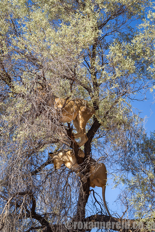 Tree-clibing lions,  Kgalagadi Transfrontier Park
