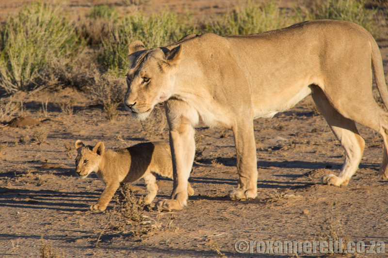 Lioness with cub, Kgalagadi Transfrontier Park