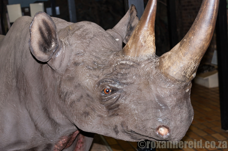 Rhino in museum, Berg-en-Dal camp, Kruger National Park
