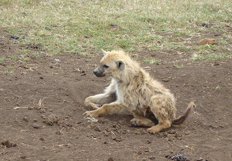 Spotted hhyena, or laughing hyena