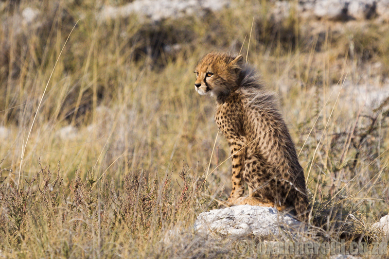 Cheetah cub, Etosha National Park