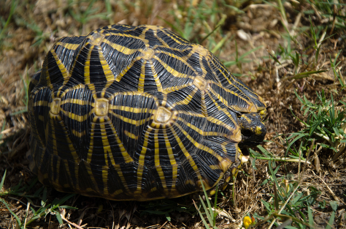 Geometric tortoise