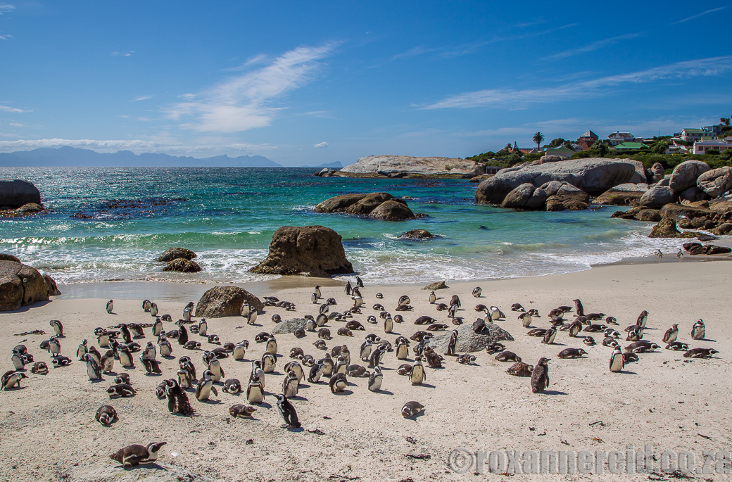 Cape Town penguins, Boulders Beach, Simon's Town