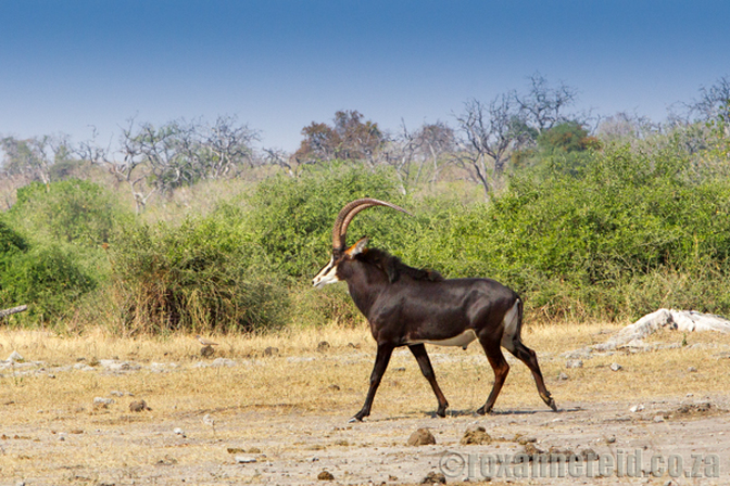 Sable antelope, Chobe National Park, Botswana
