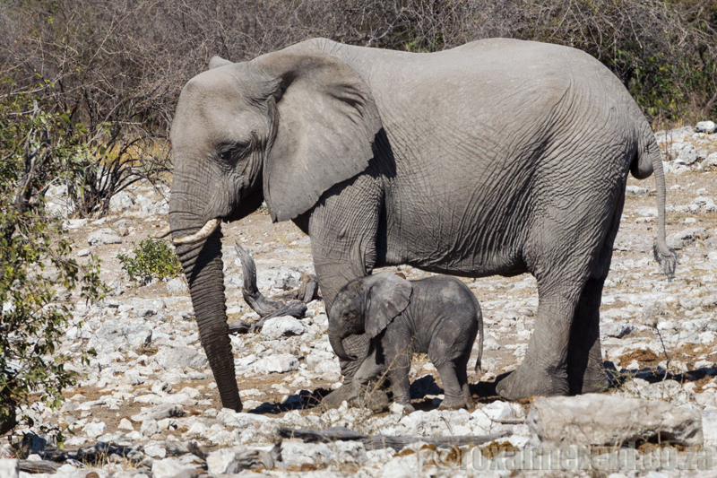 Elephant and calf, Etosha National Park, Namibia