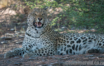 Leopard, Kgalagadi Transfrontier Park
