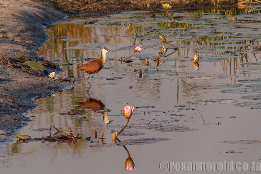 PictureJacana and water lilies, Kwando River, Namibia