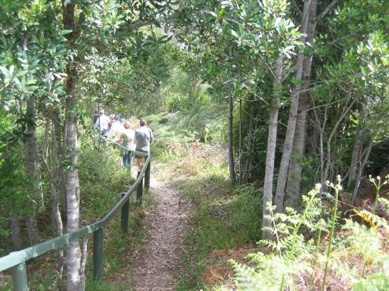Hiking in the Knysna forests, Garden Route