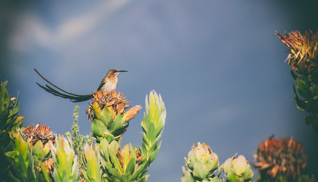 Cape sugarbird on fynbos at Kogelberg Nature Reserve