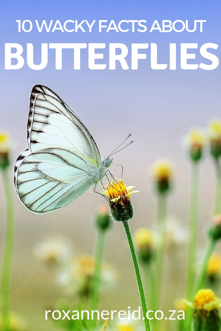 Want to find out 10 fun facts about butterflies? Find out which continent has no butterflies, which is the world’s largest butterfly, what they use their feet for and if their wings are transparent. Pin this for later. #butterflies #funfacts #weirdfacts#nature #insects