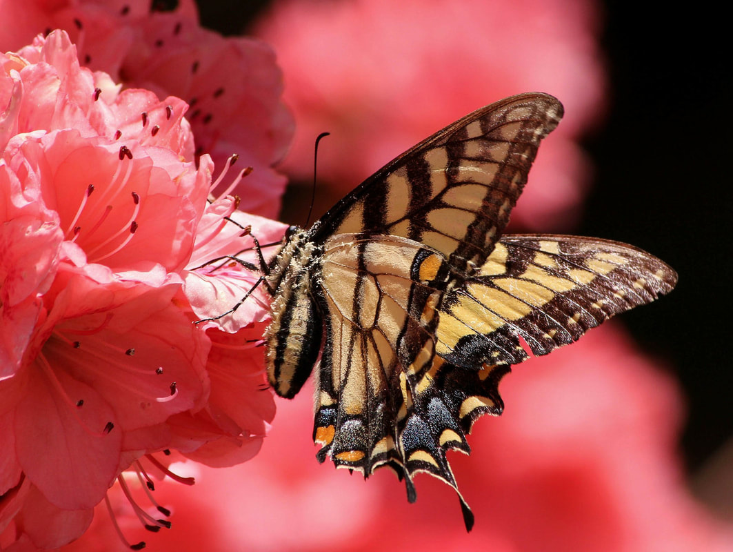 10 fun facts about butterflies