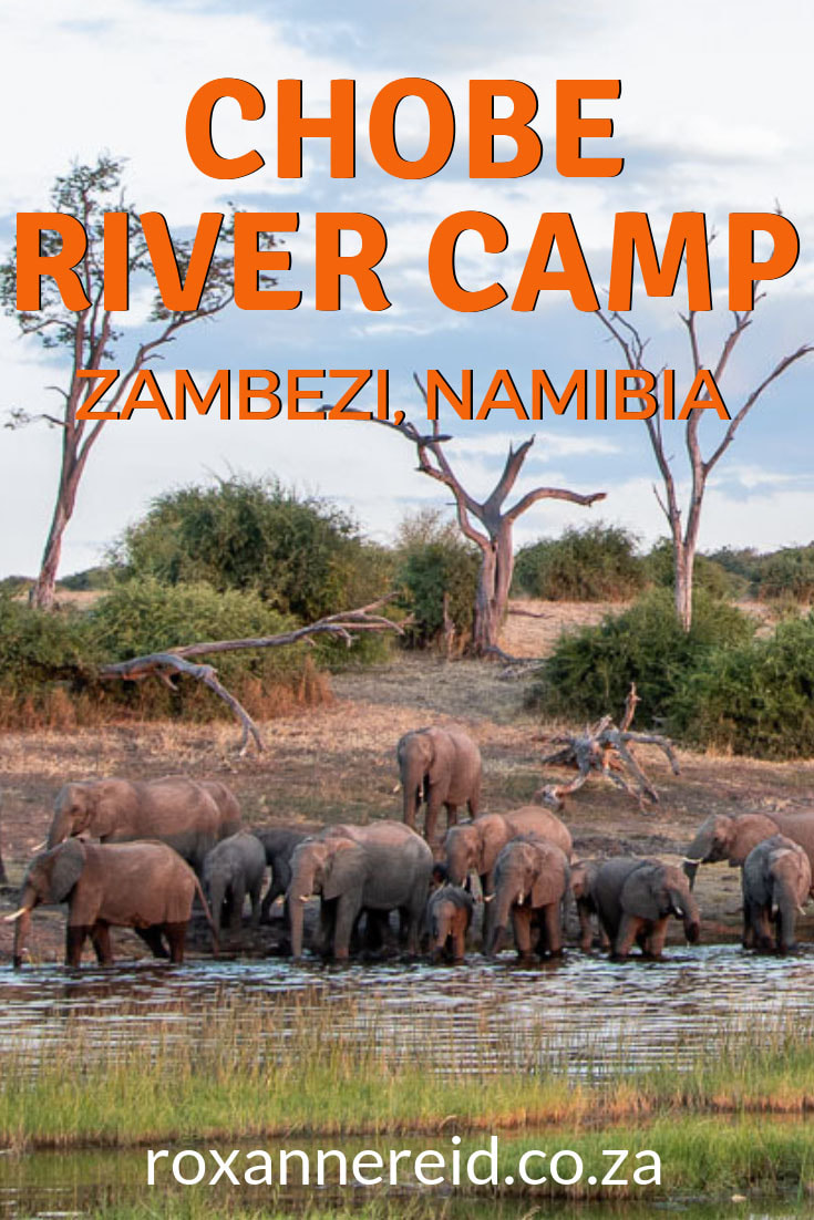 Did you know you can visit Chobe National Park from the Namibian side of the river? Choose Chobe River Camp in the Zambezi Region Namibia (formerly Caprivi) as your Namibia accommodation; it’s only 4km from the Ngoma border post into Botswana. Visit Chobe National Park, Victoria Falls, enjoy a Chobe River cruise, nature walk, canoeing, fishing and birding. #Chobe River #ZambeziRegionNamibia #Capriviaccommodation