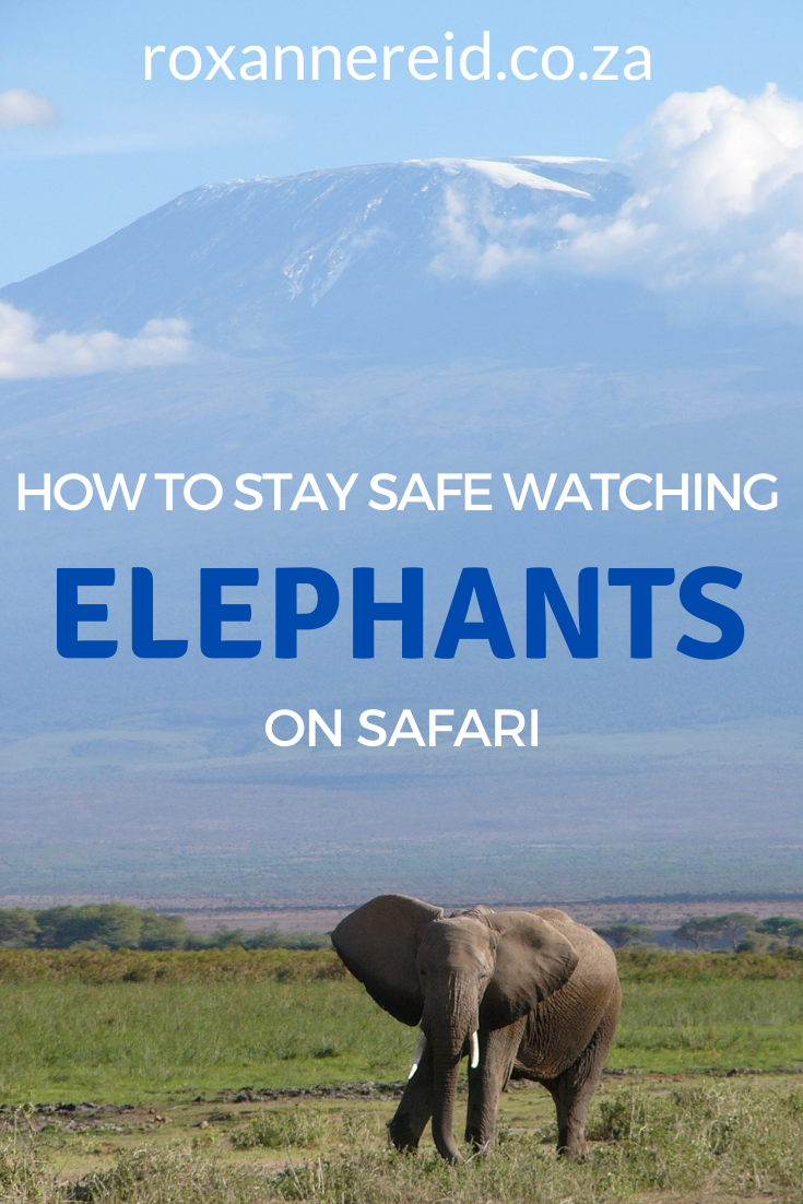 How do you stay safe while watching elephants on safari in Africa? Find out the basic rules of what to do or not to do. Uncover signs of elephant of aggression to look out for and what to do about them.