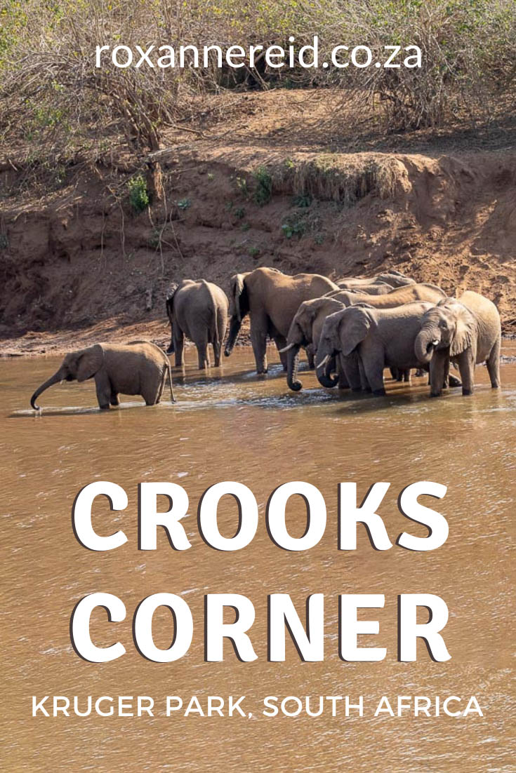 Visiting Kruger National Park? If you’re in the north, don’t miss a visit to Crooks Corner, Kruger National Park. Find out about its infamous backstory as well as other things to do in the area, like visiting Pafuri picnic site, going for a game drive or hiking the 3-night Nyalaland Wilderness Trail. There are also tips on where to stay in the far north of Kruger Park, from Punda Maria camp to Pafrui Border camp. #safari