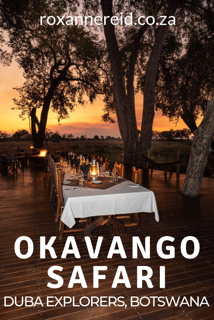 Are you planning an Okavango Delta safari in Botswana? Find out why to include Duba Explorers Camp as one of your Okavango Delta lodges. This is luxury camping Botswana, where you can go on game drives to see wildlife like elephant, buffalo, lion and leopard, on a mokoro safari or a walking safari. Enjoy good food and glamping on your Okavango safari. #safariBotswana #okavangodeltaholidays