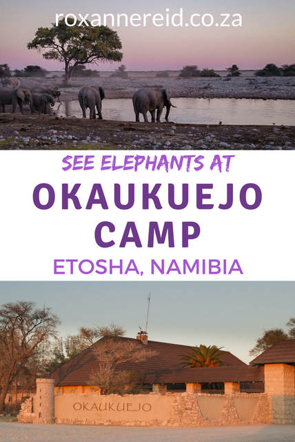 Want to see elephants on your Etosha safari? Find out why the Okaukuejo waterhole at Okaukuejo rest camp in the Etosha National Park, Namibia, is a good bet in the dry season. #Okaukuejo #Okaukuejorestcamp #Okaukuejoresort #OkaukuejocampEtosha #Okaukuejocamping #Okaukuejocampsite #Okaukuejocamp #Namibia #africantravel #elephants #safari #wildlife