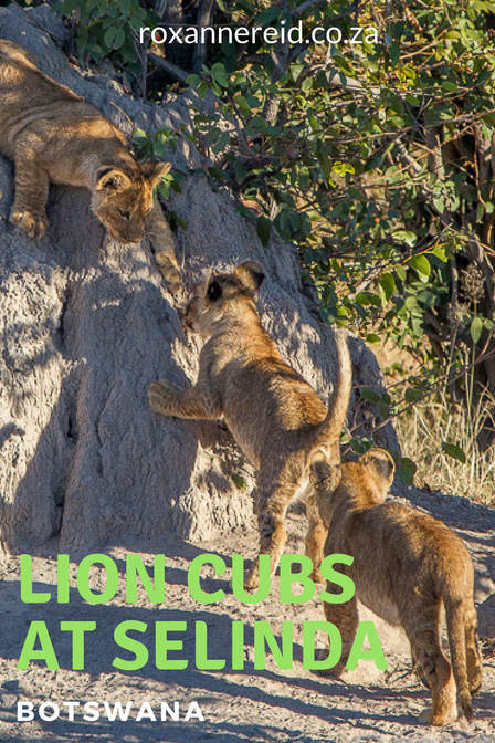 Lions and their cubs at Selinda in Botswana #Selinda #Botswana #lioncubs