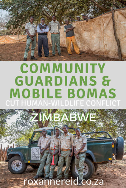 Find out how a creative new project by the Victoria Falls Wildlife Trust at Victoria Falls, Zimbabwe, is using community guardians and mobile bomas to cut human-wildlife conflict in a bold move for conservation. Predator conservation, lion conservation, community outreach, conservation Zimbabwe, Victoria Falls activities Zimbabwe, Victoria Falls conservation. #Zimbabwe #conservation #VictoriaFalls #africa #humanwildlifeconflict