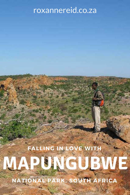 How to fall in love with Mapungubwe National Park, Limpopo #SouthAfrica #travel #culture