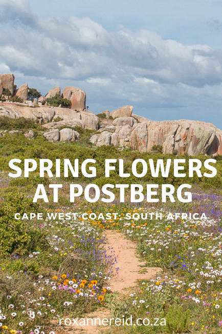 Spring flowers at Postberg in the West Coast National Park #WestCoast #South Africa #travel