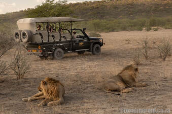 Lions at Ongava Game Reserve bordering Etosha National Park