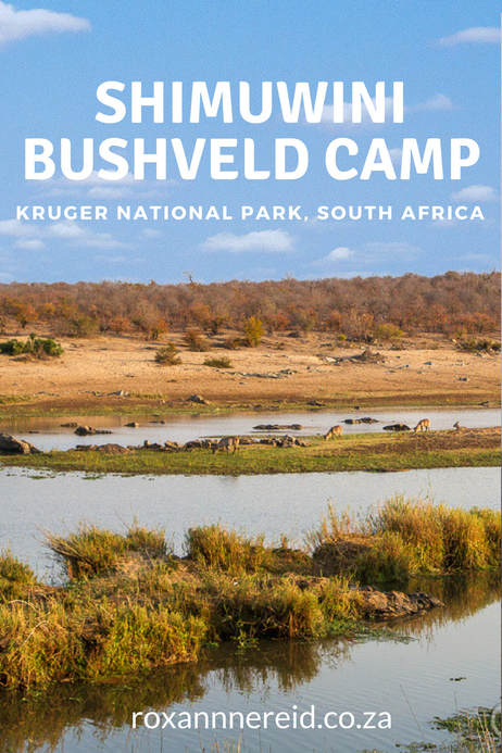 Shimuwini Bushveld Camp, Kruger National Park, #SouthAfrica #Kruger #travel