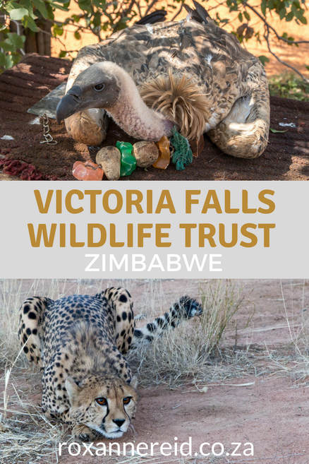 Find out what happens behind the scenes of your Victoria Falls safari and nature activities in Victoria Falls Zimbabwe by visiting the #VictoriaFallsWildlifeTrust. Learn about wildlife rescue and rehabilitation, community outreach, human-wildlife conflict, wildlife research, wildlife conservation and wildlife diagnostic laboratory. Meet cheetah ambassador Sylvester and vulture ambassador Judge, helping with conservation education #conservation #Zimbabwe #victoriafalls #africa
