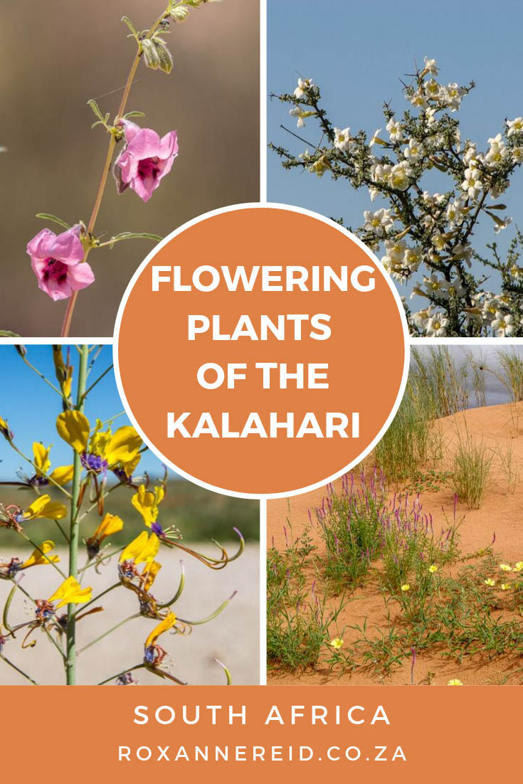 Think the Kalahari is just a dry desert? Find out about some of the flowering plants of the Kalahari, especially the Kgalagadi Transfrontier National Park between South Africa and Botswana