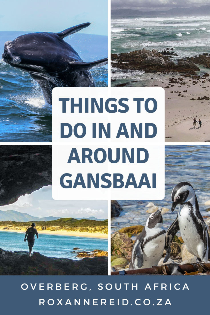 Things to do in and around Gansbaai, from whalewatching and shark cage diving, a penguin sanctuary and more