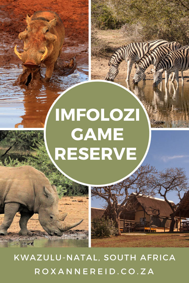 Visit Imfolozi Game Reserve in KwaZulu-Natal, South Africa, to see the Big Five, cheetahs and wild dogs #wildlife #safari #wilderness