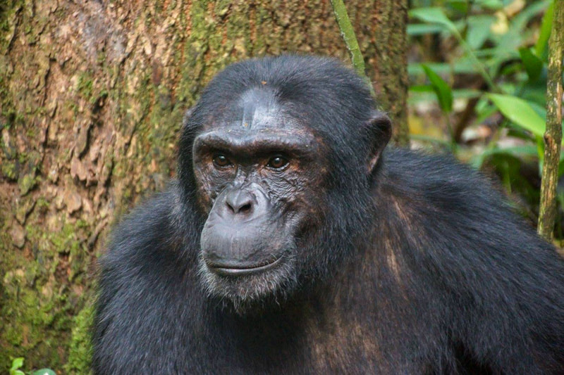 Kibale, chimp trekking Uganda