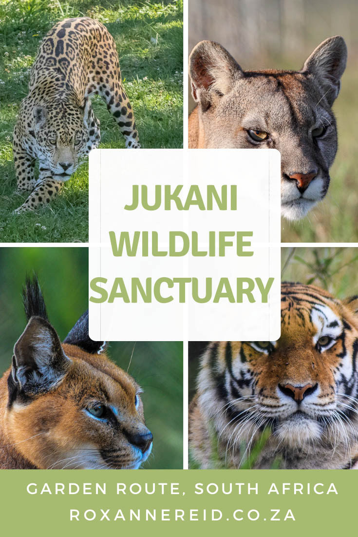 Why to visit Jukani Wildlife Sanctuary near Plettenberg Bay, Garden Route #GardenRoute #Wildlife #sanctuary