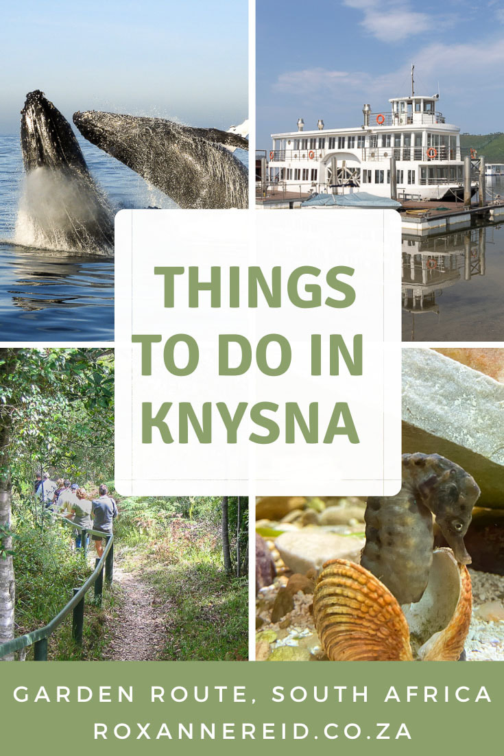 Visiting Knysna on the Garden Route, South Africa? Find out things to do in Knysna from forest hiking and mountain biking to whale watching, seeing the Knysna Heads and enjoying a lagoon cruise. Visit art galleries and country markets, discover the town’s goldrush history, meet the endangered Knysna seahorse, try some Knysna restaurants and Knysna beaches, and find Knysna accommodation. 