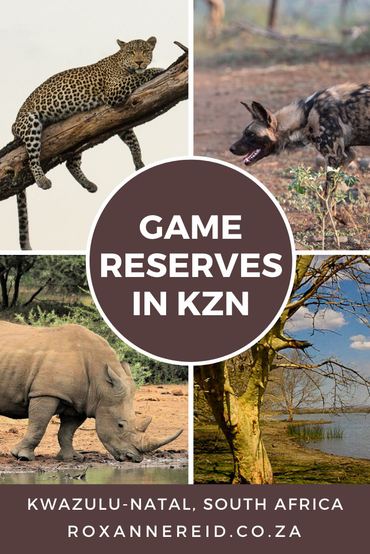 Visiting Northern KwaZulu-Natal in South Africa? Here are some game reserves in KZN you shouldn’t miss when planning your wildlife safari. Find out more about Hluhluwe-Imfolozi Park, Ithala Game Reserve, isiMangaliso Wetland Park, Mkhuze Game Resrve, Ndumo Game Reserve, Tembe Elephant Park, Pongola Game Reserve, Manyoni Game Reserve, Phinda Game Reserve, Amakhozi Game Reserve and Thanda Safari Game Reserve.