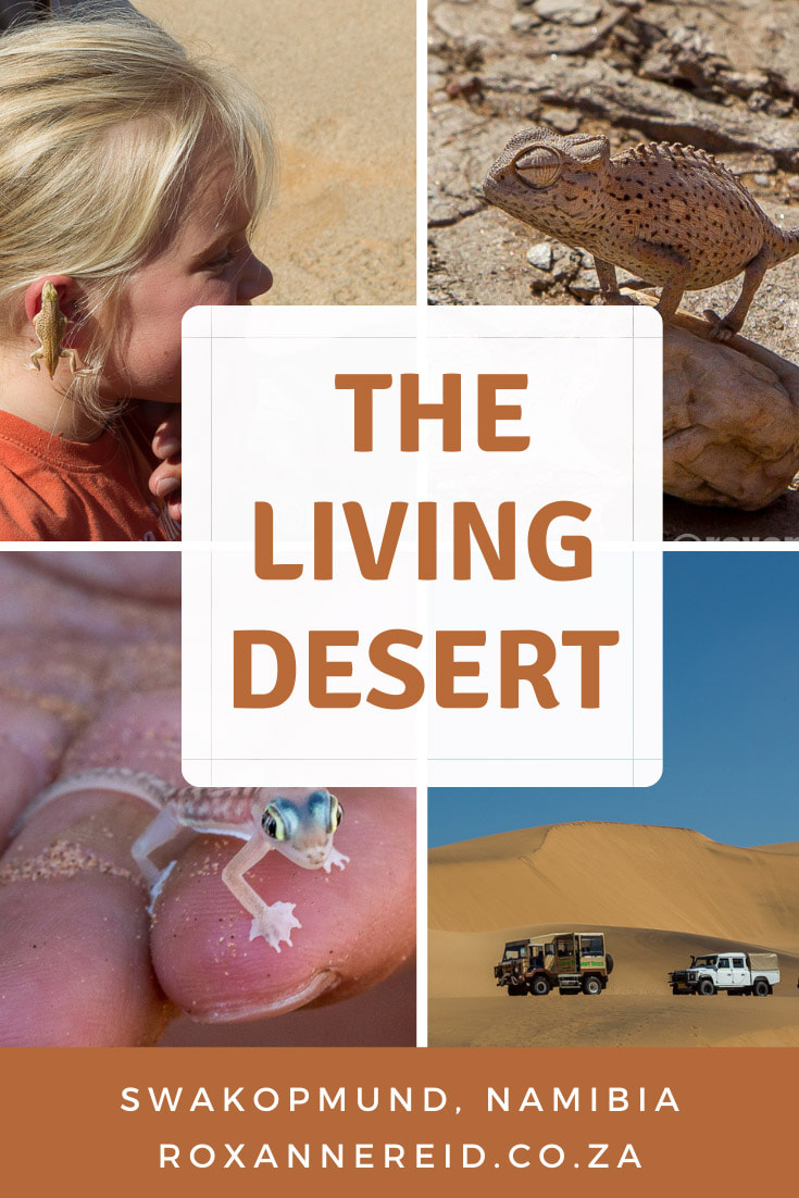 Living dunes of Swakopmund, Namibia, are full of amazing desert-adapted little creatures and plants