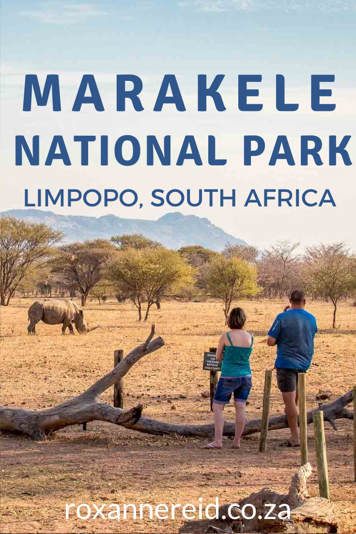 Visiting Marakele National Park in Limpopo? Find out everything you need to know, from Marakele accommodation at Tlopi Tented Camp, Bontle Tented Camp and Bontle Campsite to things to do like self-guided game drives to look for the Big 5, guided game drives and bush walks, birding and a bird hide, a colony of Cape vultures, watching the sunset. Discover how to get there, what road conditions are like, best time to visit Marakele, and lots of tips you need to know. 