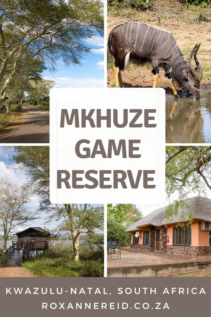 Visiting Mkhuze Game Reserve in northern KwaZulu-Natal, South Africa? Here’s all you need to know before you go. Things to do at Mkhuze Game Reserve include birding, guided drives and walks, self-drive game drives to see the Big 5, wild dog, giraffe and suni, spending time in superb game hides, and picnic stops. See yellow fever trees and sycamore figs, go swimming, stay at thatched Mkhuze Game Reserve accommodation.