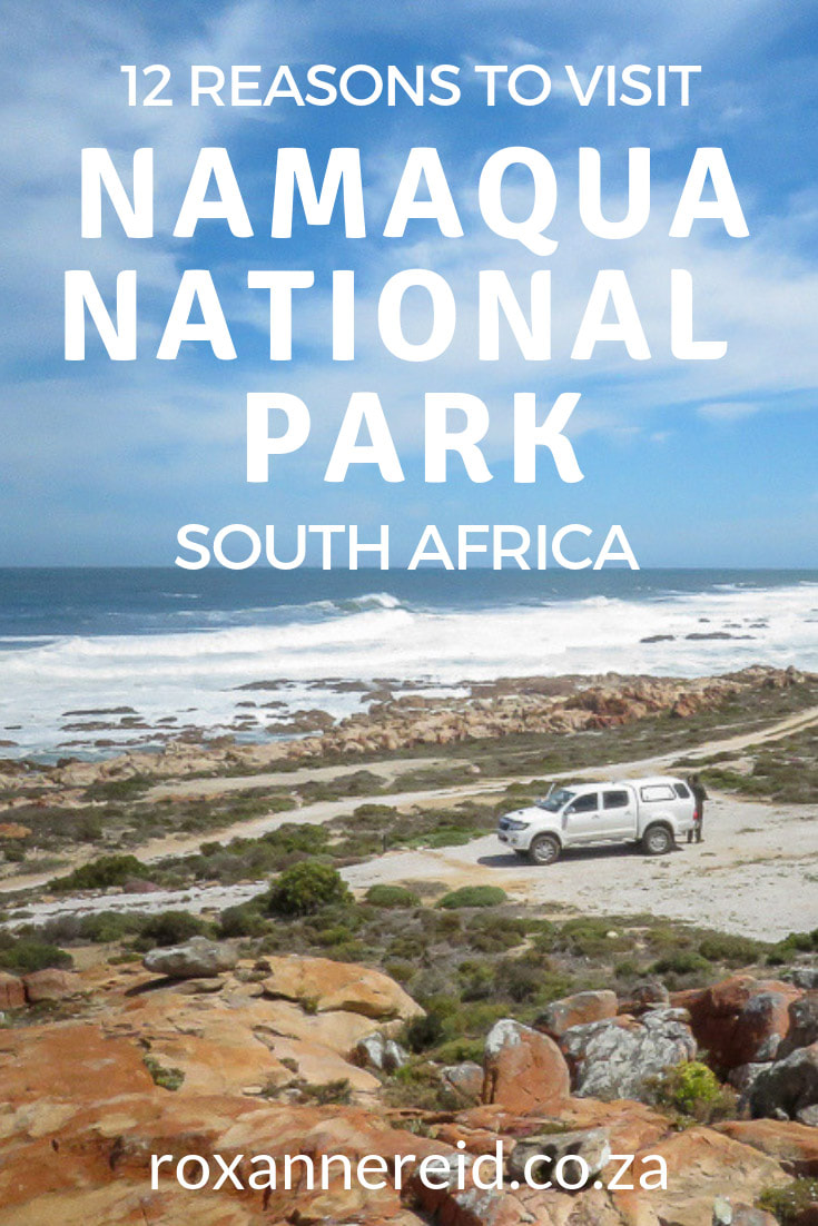 12 reasons to visit Namaqua National Park in the Northern Cape, South Africa; it's not all about spring flowers – discover where to go camping by the sea or glamping among the flowers, discover caves, sand dunes, dolphins, oystercatchers, go hiking, mountain biking or on a 4x4 trail, find animals and quiver trees. Find peace and tranquility too. #Namaqualand #nationalparks 