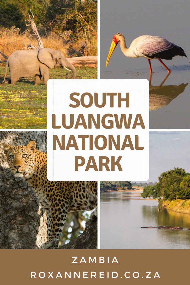 What everyone needs to know about South Luangwa National Park, Zambia #africa #safari