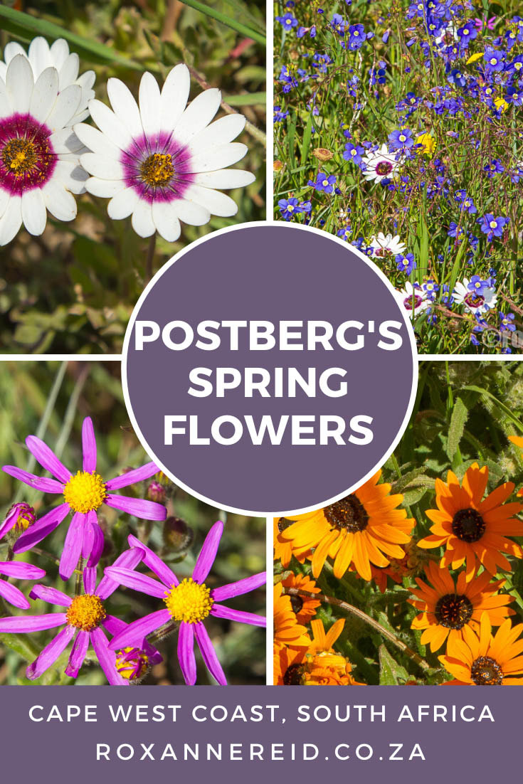 Spring flowers at Postberg in the West Coast National Park #WestCoast #South Africa 